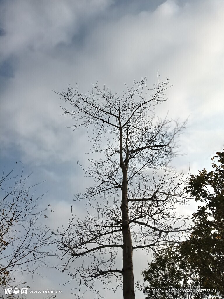 冬日枯树与蓝天白云