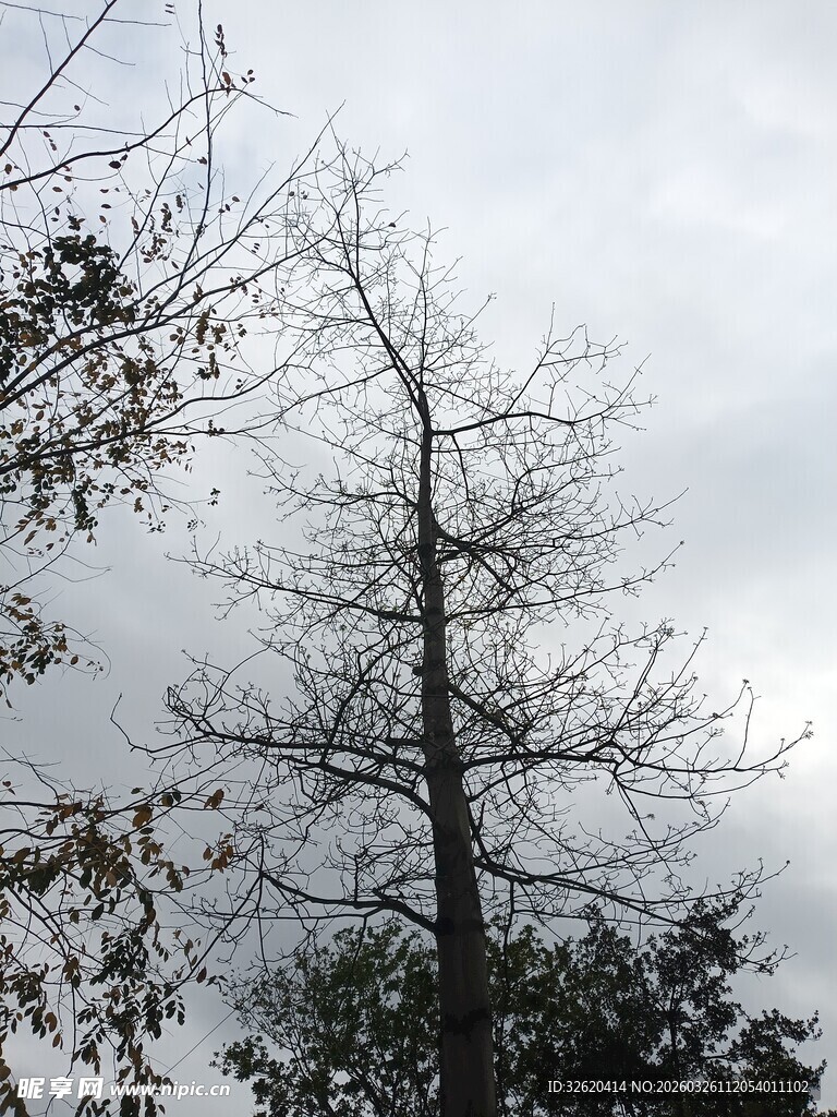 枯树立于灰白天空下