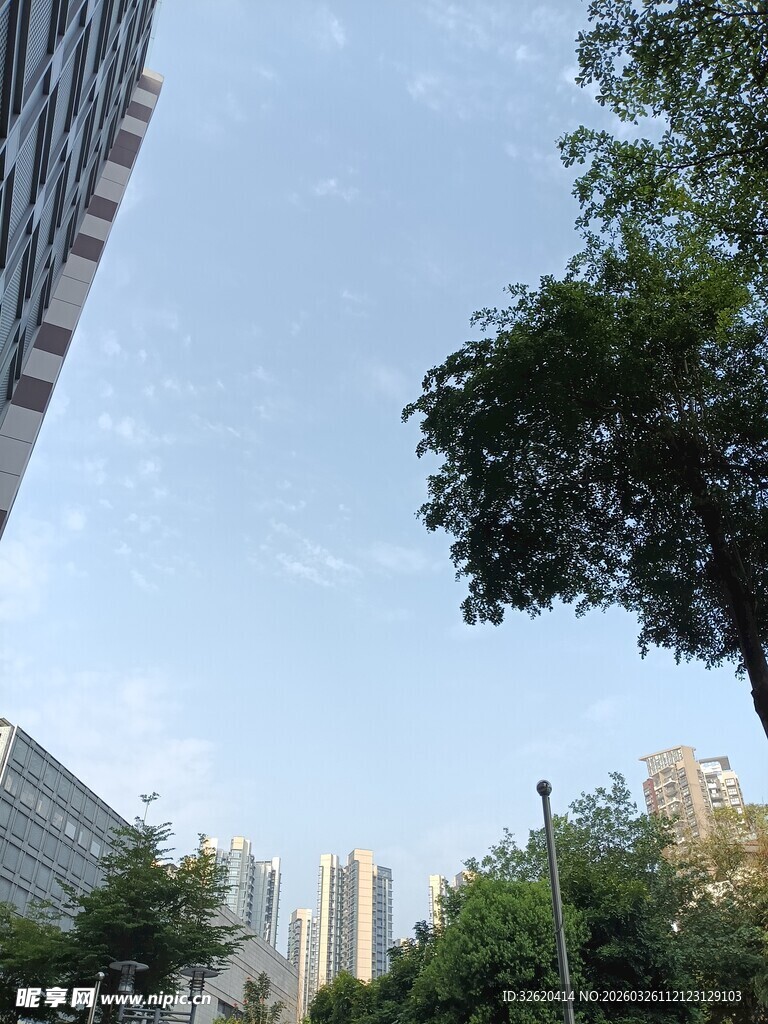 城市中的绿树与高楼景观