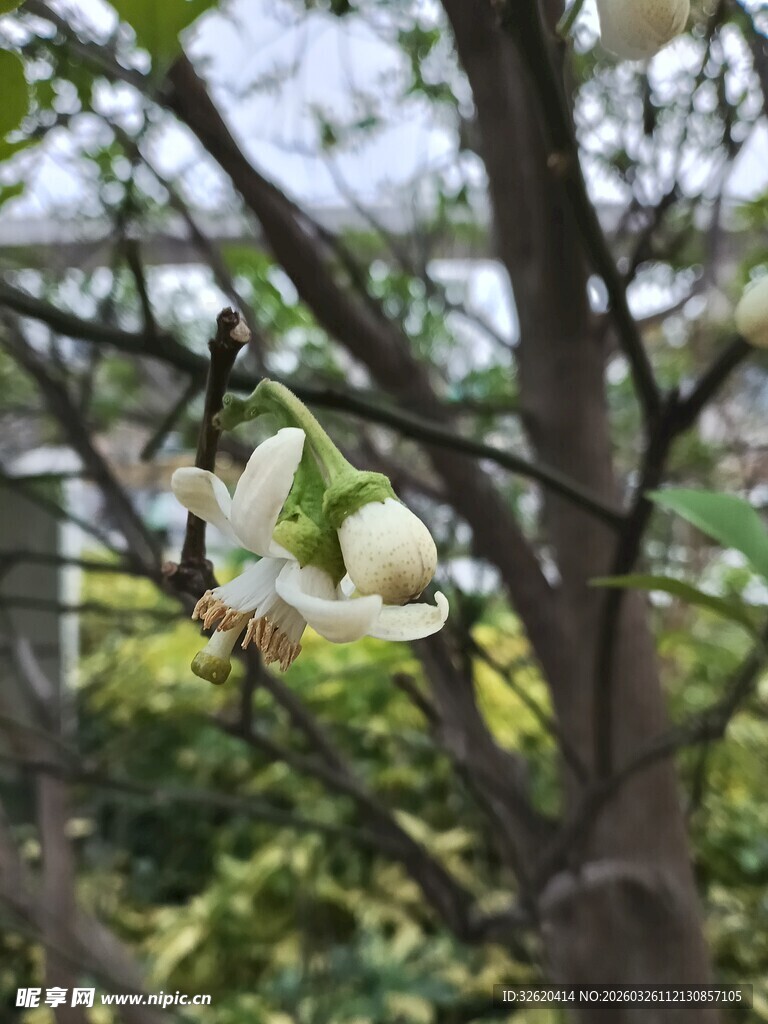 枝头绽放的洁白玉兰花
