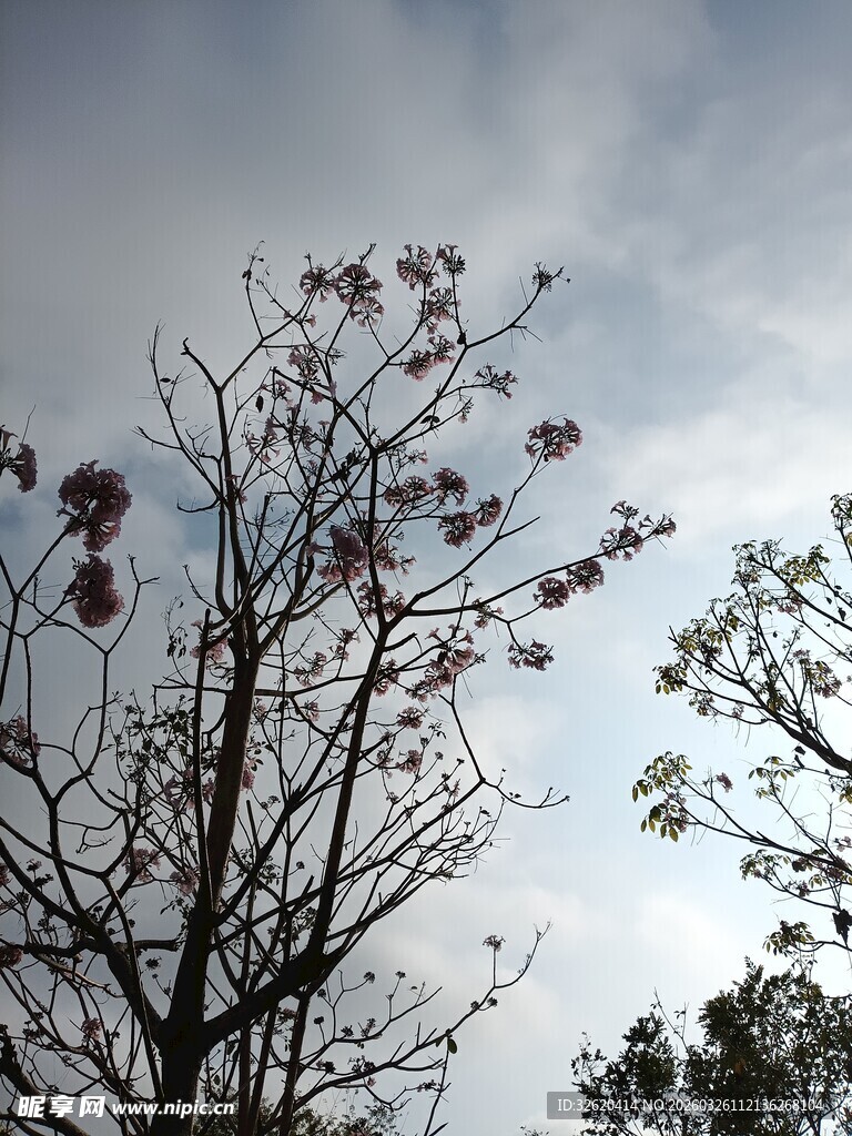枝头绽花的树木与天空