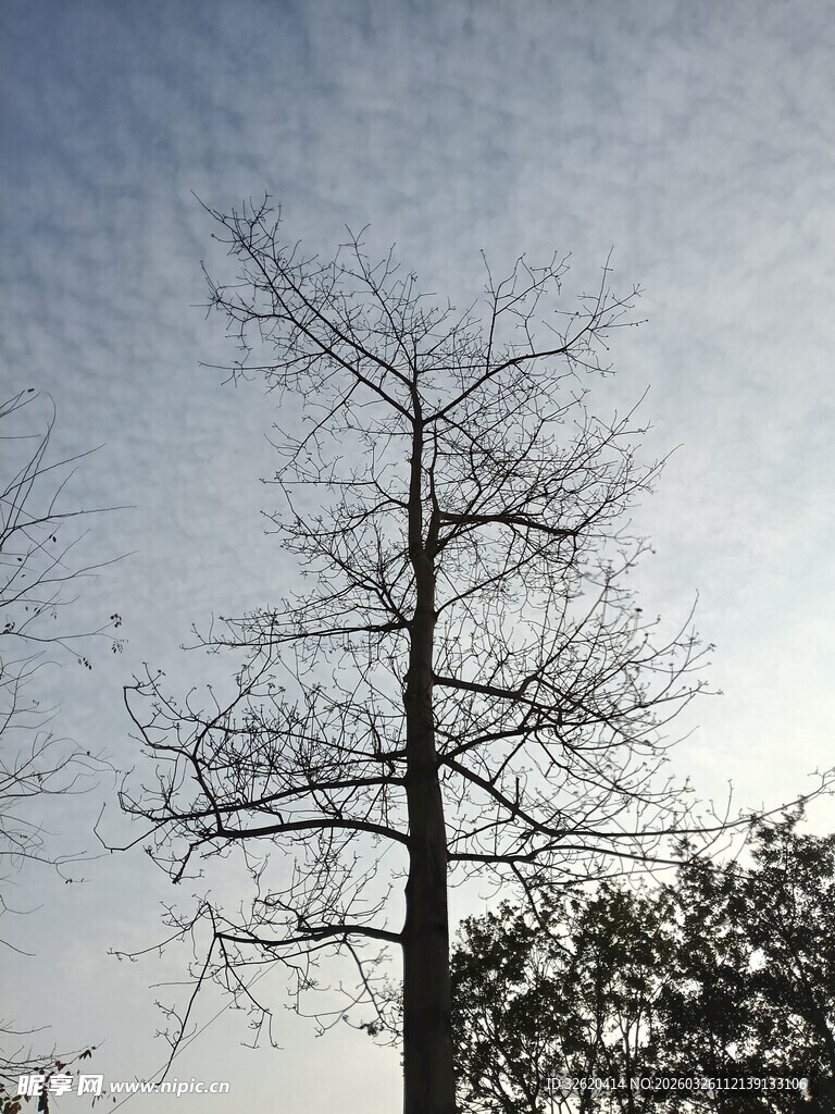冬日枯树挺立天空