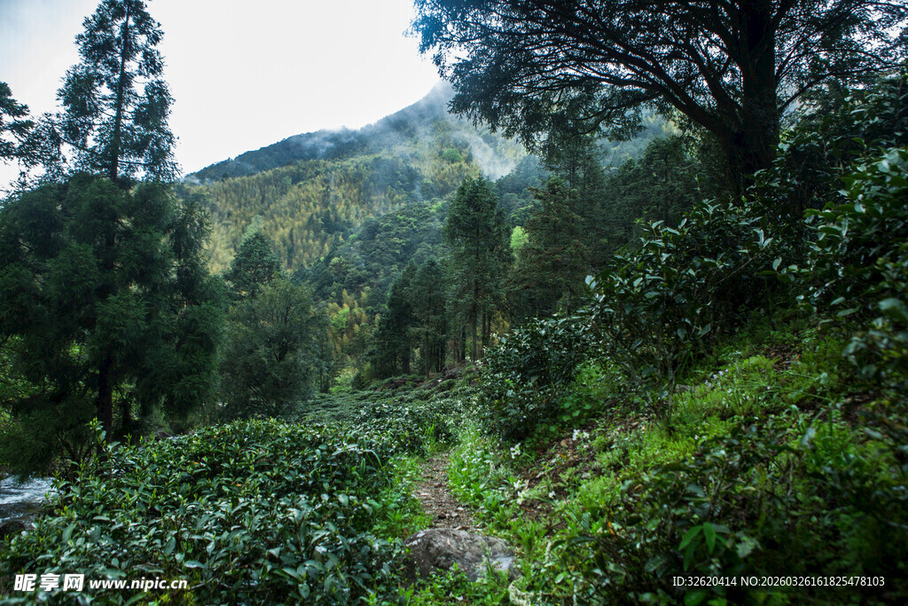 山间绿意盎然的自然小径