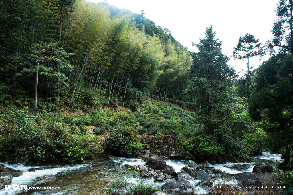 山间溪流旁的茂密植被