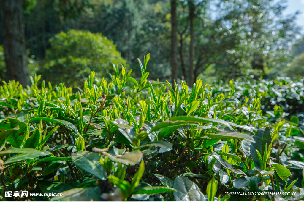 翠绿茶园风光