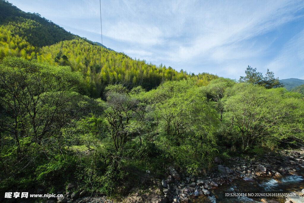 山间溪流旁的葱郁景致