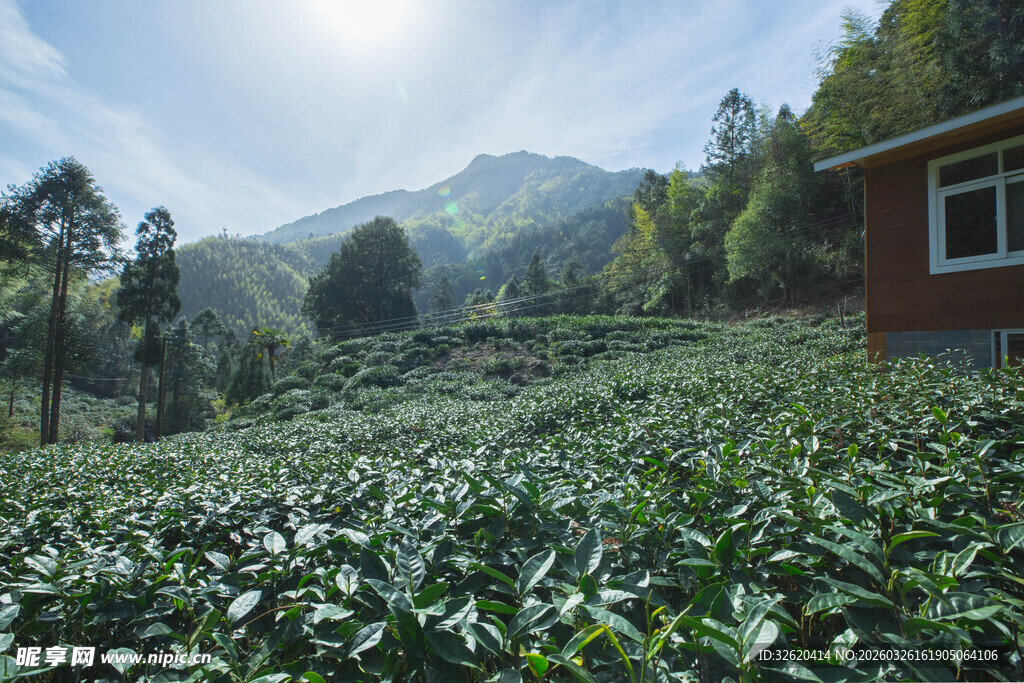 山间茶园小屋风景如画