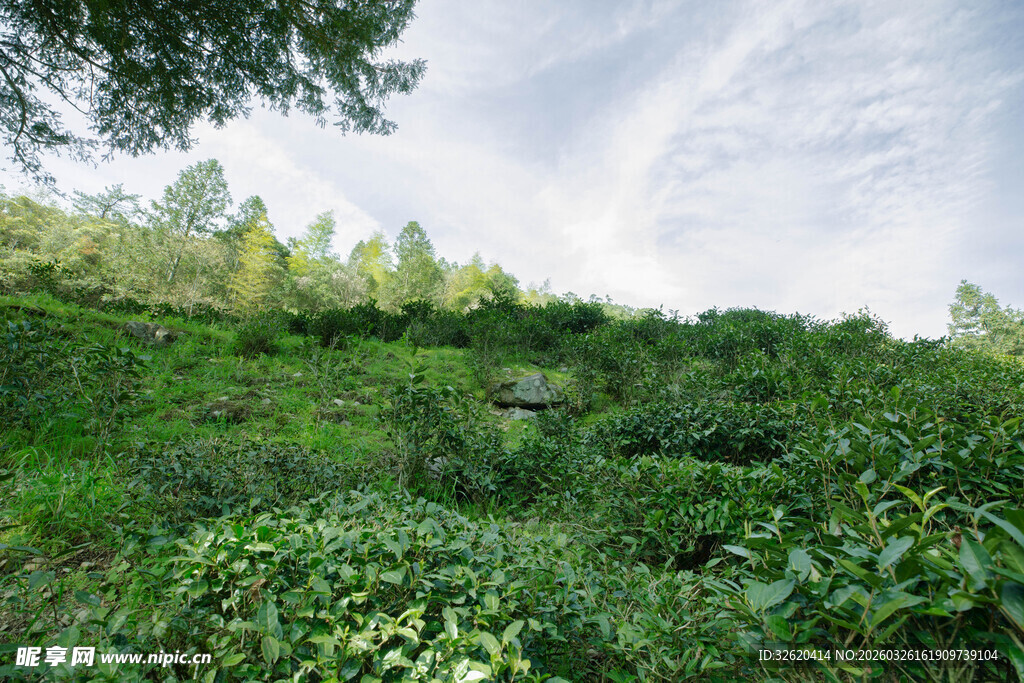 绿意盎然的山坡茶园景色