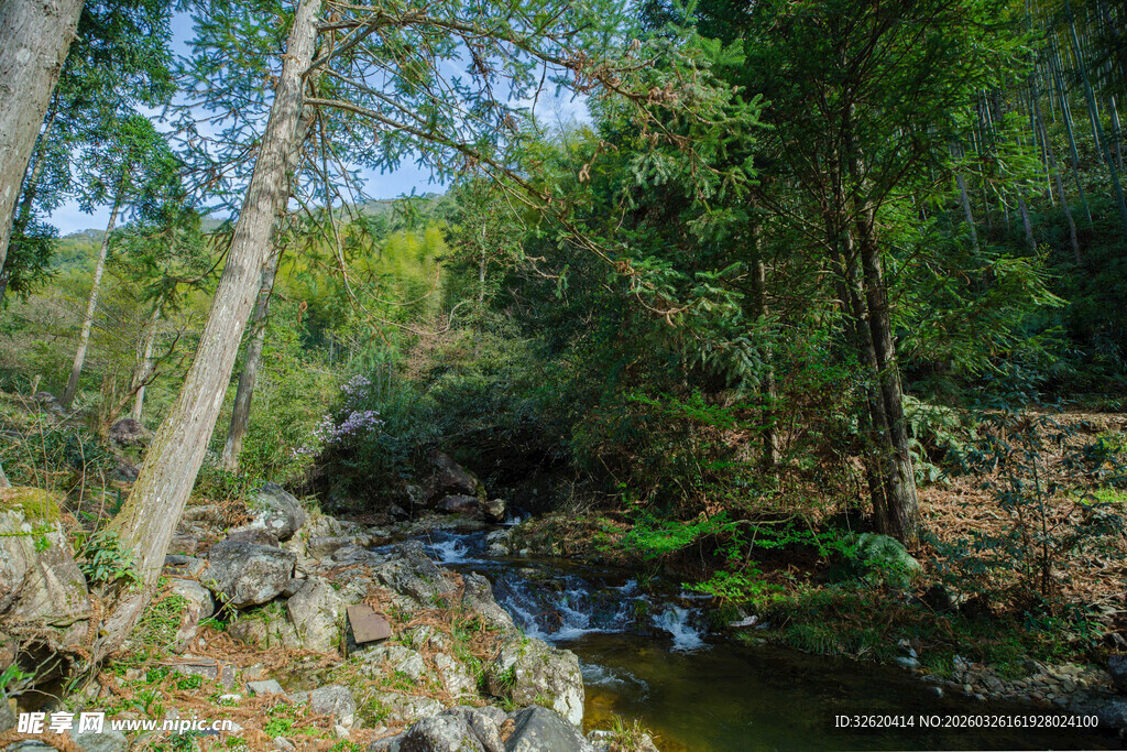 林间溪流畔的自然景致