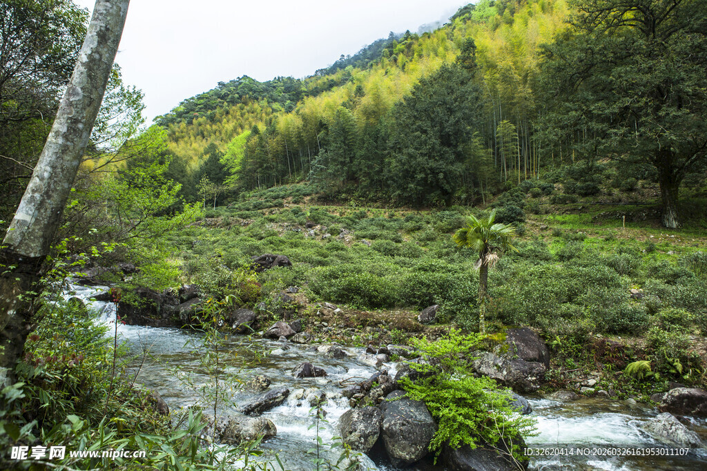 山间溪流旁的绿意景致
