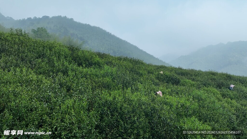 山间葱郁茶园景色
