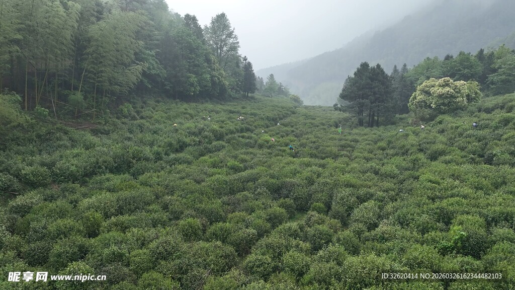 云雾缭绕的翠绿茶园