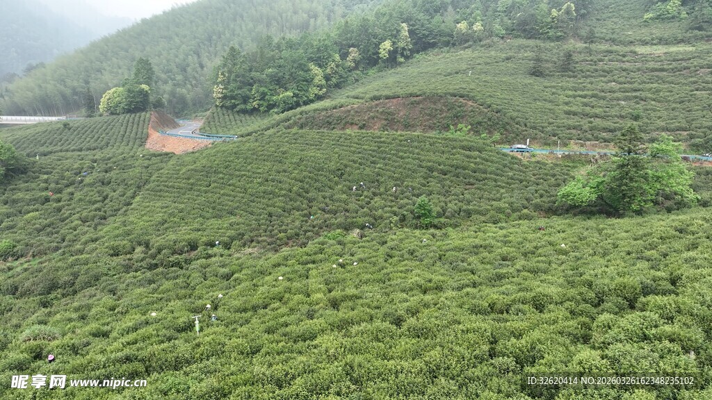翠绿茶山美景