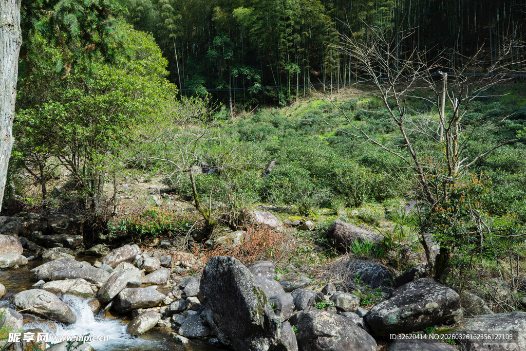山间溪流旁的绿意景致