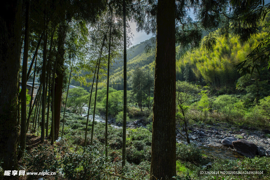 茂密山林间的自然景致