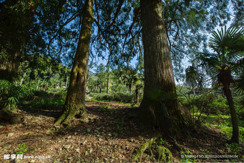 森林中粗壮的树木与植被