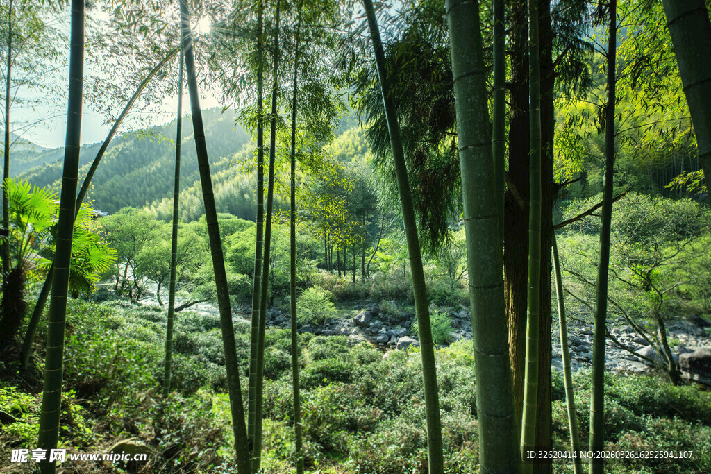 翠绿竹林间的自然景致