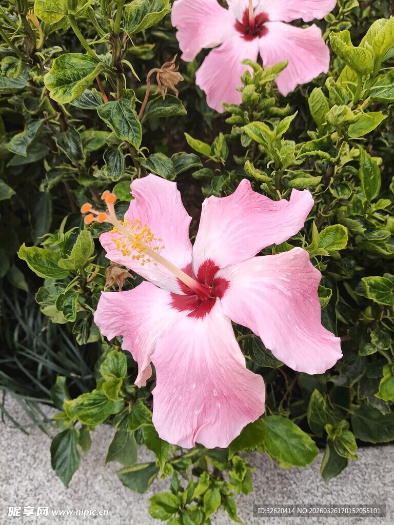 娇艳粉色扶桑花绽放