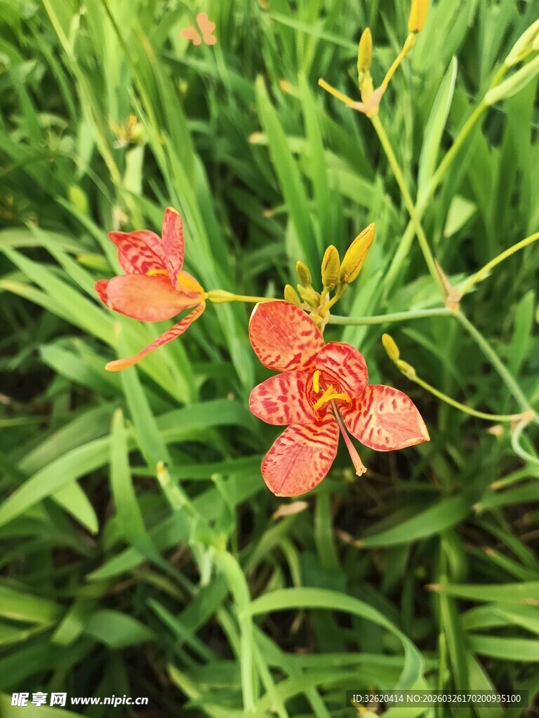 娇艳射干花绽放绿意间