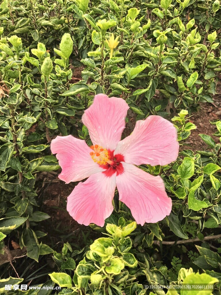 娇艳粉色扶桑花绽放