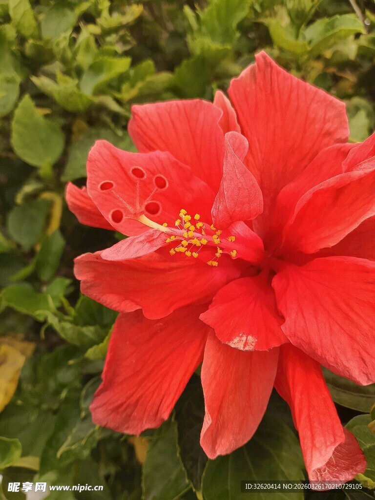 艳丽朱槿花绽放