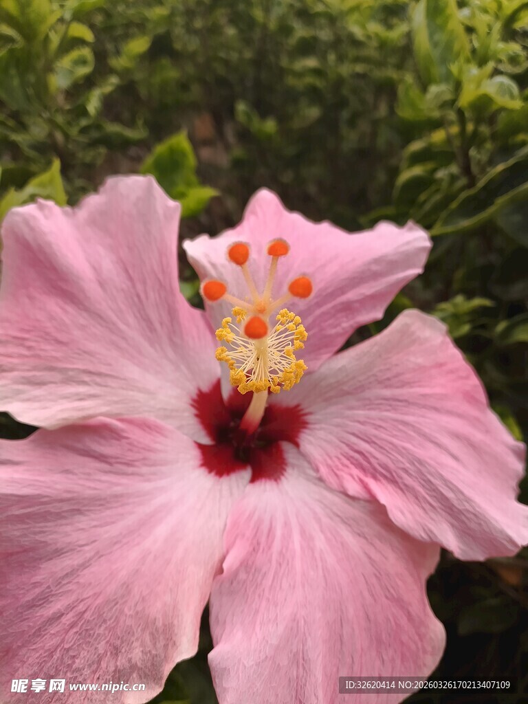 娇艳粉色木槿花