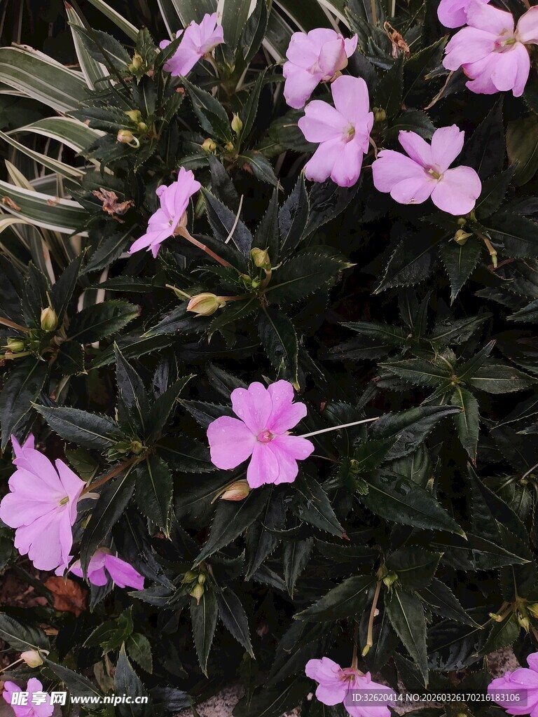 粉色小花绽放于绿叶间