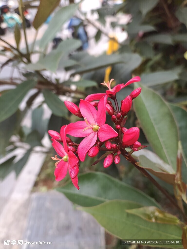 娇艳红花朵与绿叶相伴