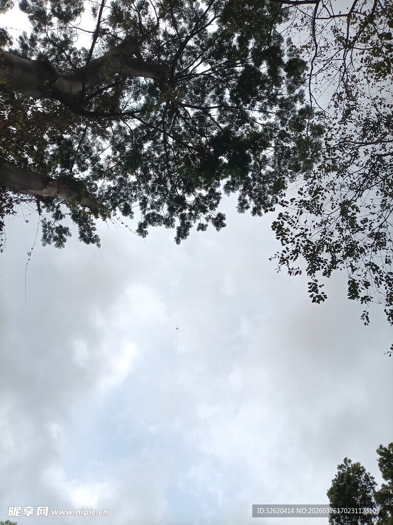 仰视树冠与蓝天景象