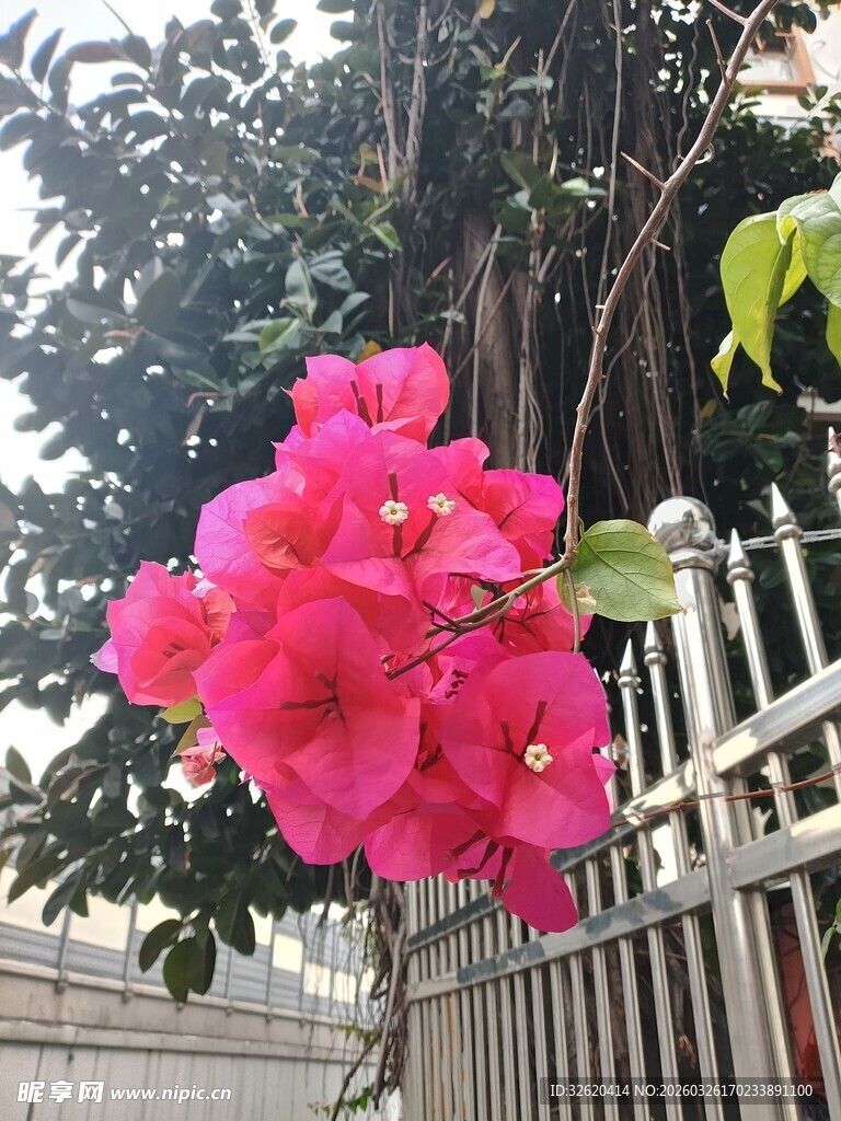 娇艳三角梅绽于围栏旁