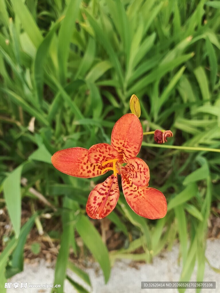 绿叶中的艳丽红色花朵