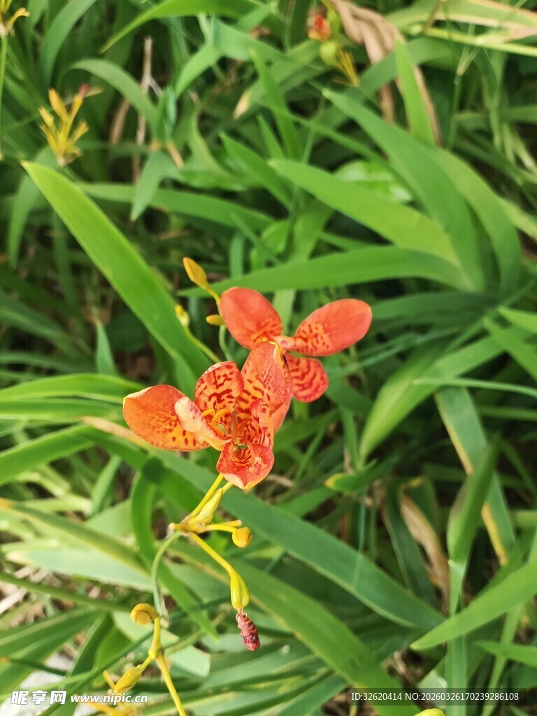 绿叶丛中艳丽美人蕉花