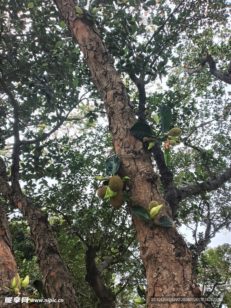 树菠萝 高大树木
