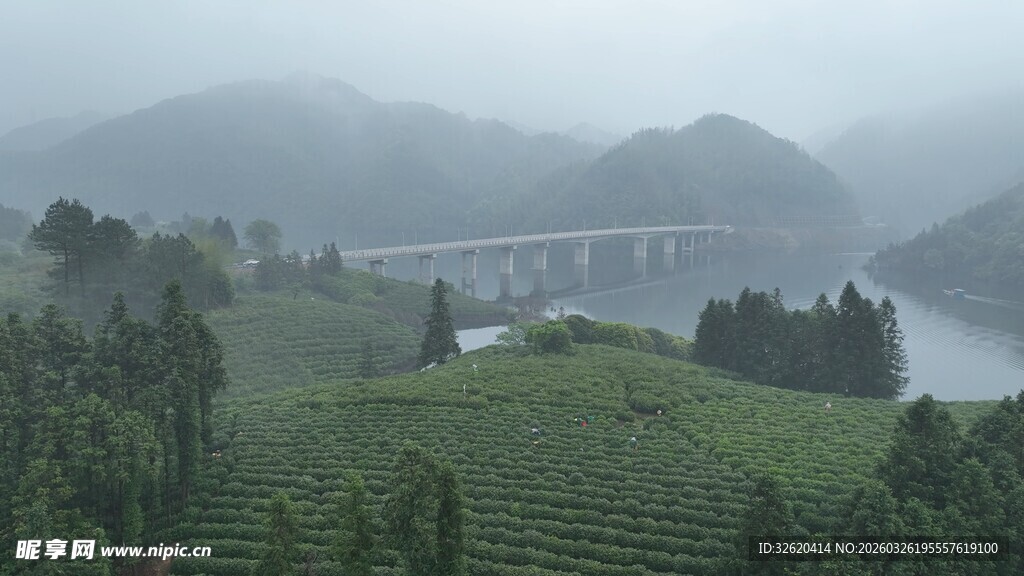 雾中茶园与远处桥梁景观