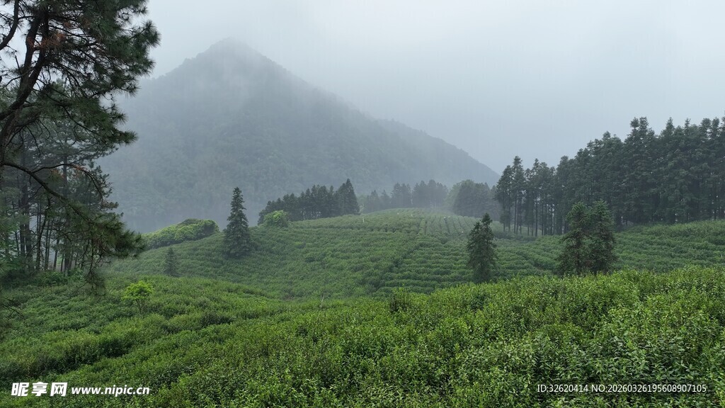 雾中茶园美景