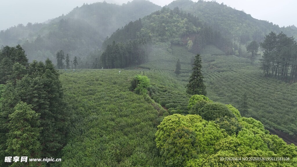 云雾缭绕的翠绿茶园风光