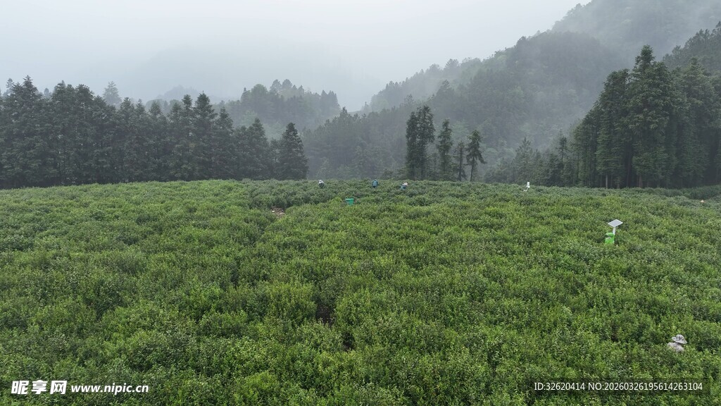 雾中茶园绿意盎然