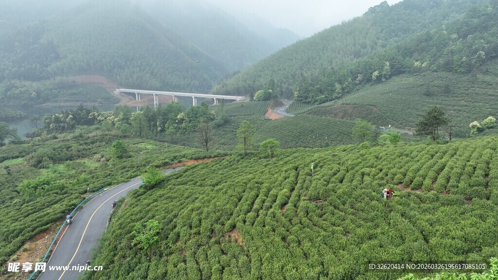 山间蜿蜒公路旁翠绿茶园