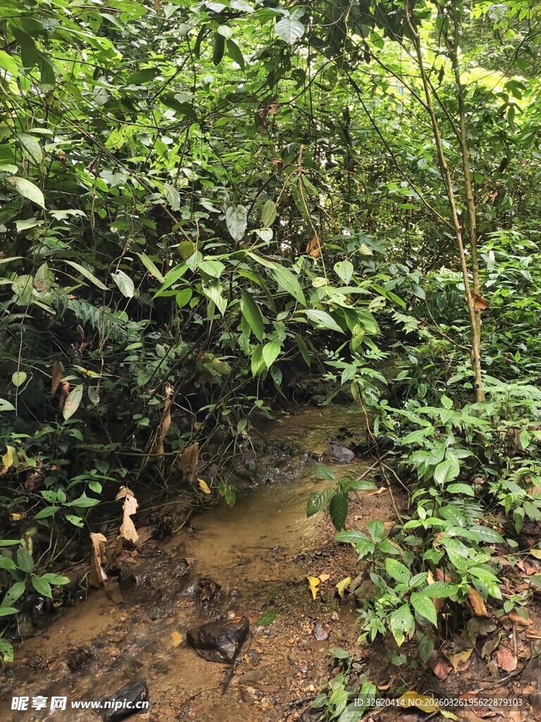 丛林中的泥泞小径