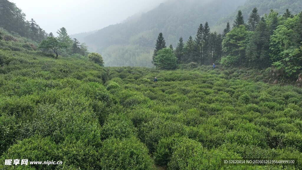 山间翠绿茶园风光