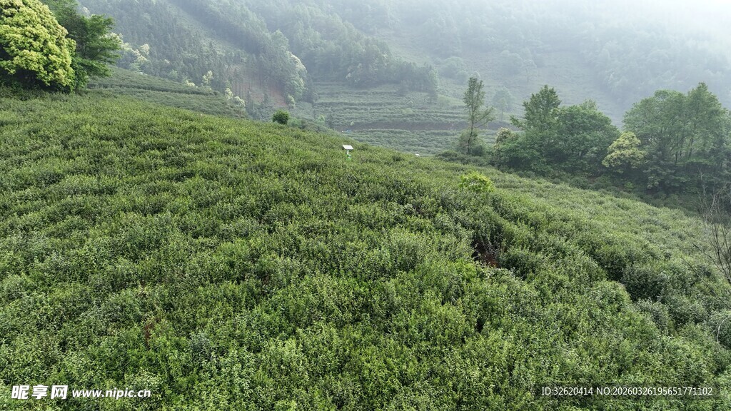 山间茶园绿意盎然