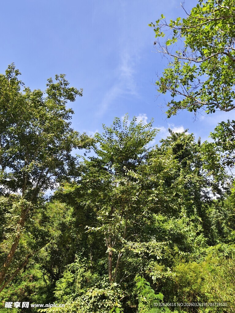 夏日葱郁树林景观