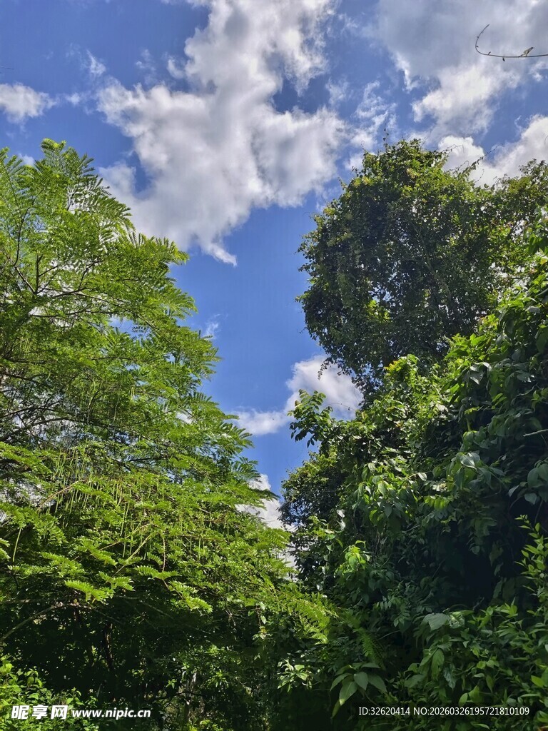 繁茂丛林与蓝天白云