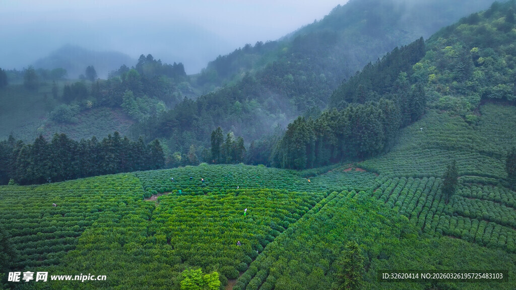 山间翠绿茶园美景