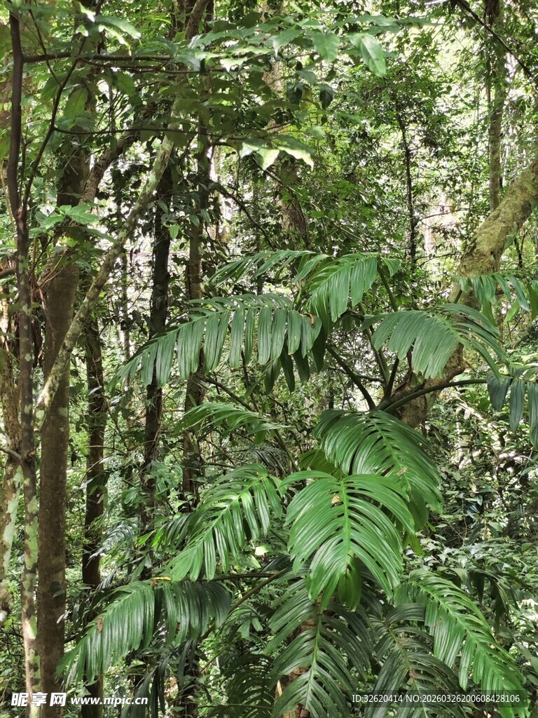 茂密丛林中的翠绿植物