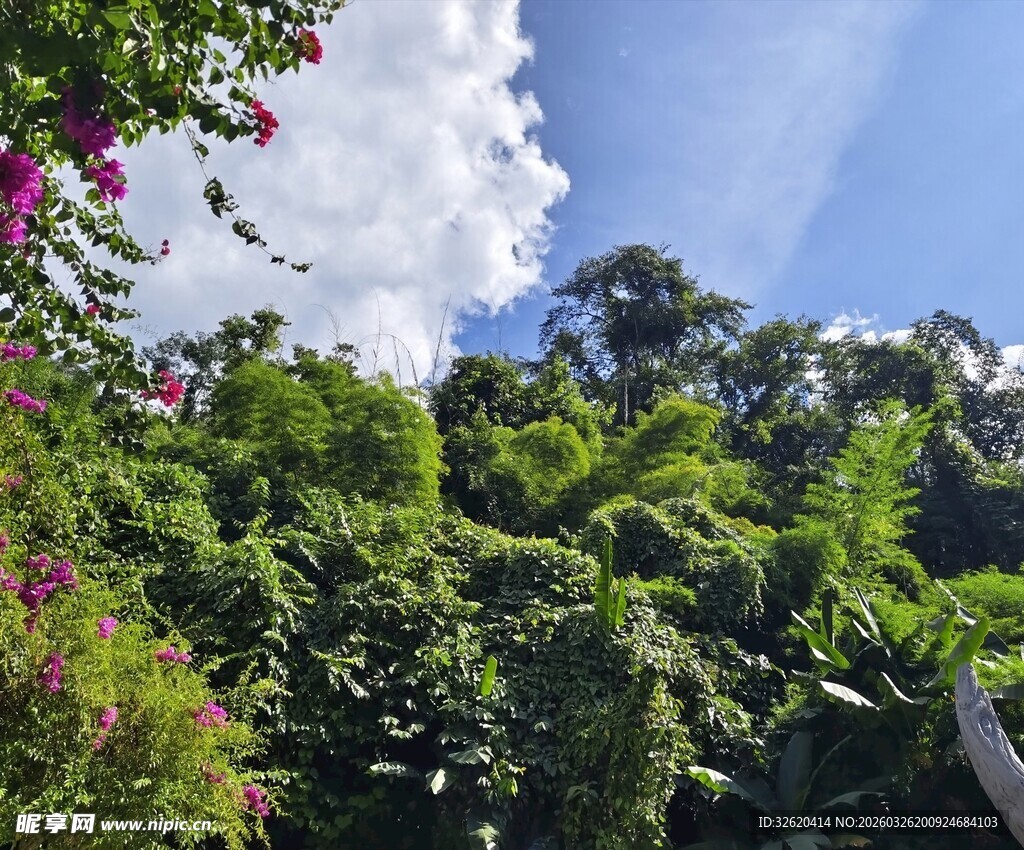 繁茂绿植与蓝天白云美景