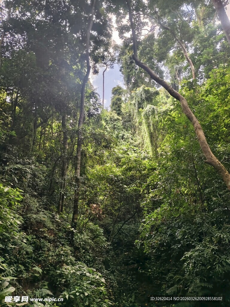 茂密丛林绿意盎然景象
