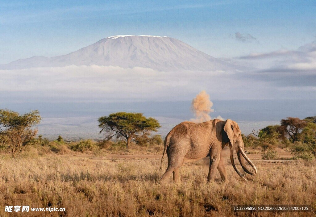 草原上漫步的大象与远山