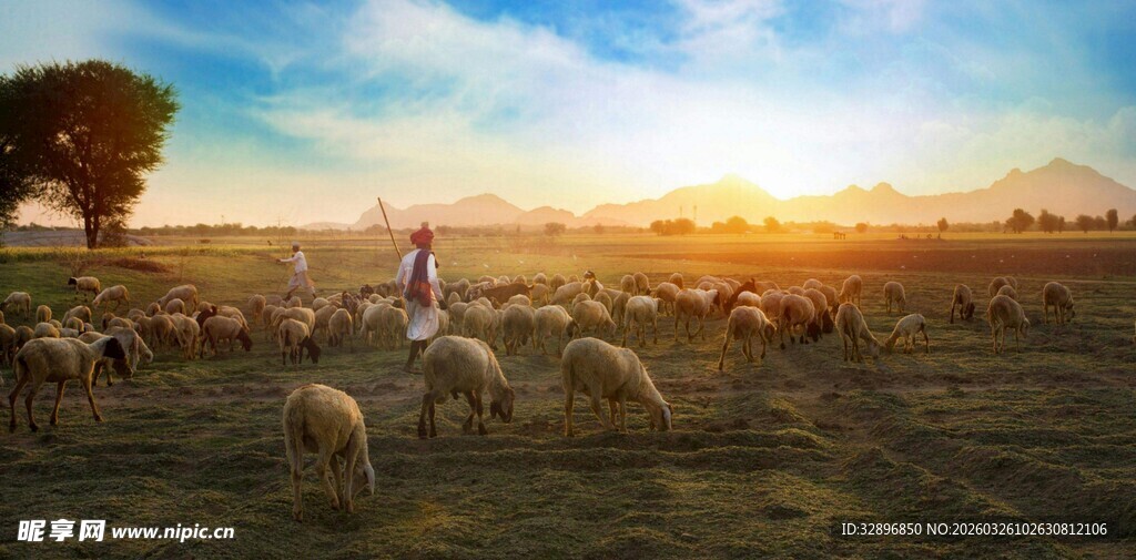 夕阳下的牧羊场景