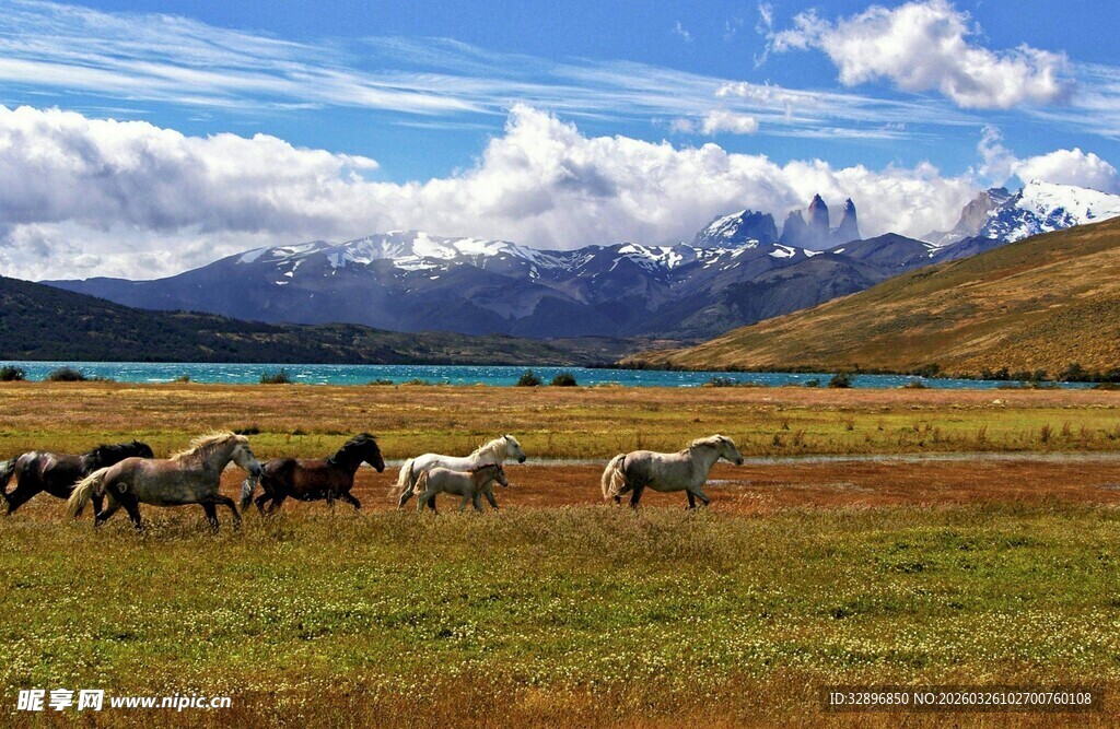 草原羊群与远处山峦风景